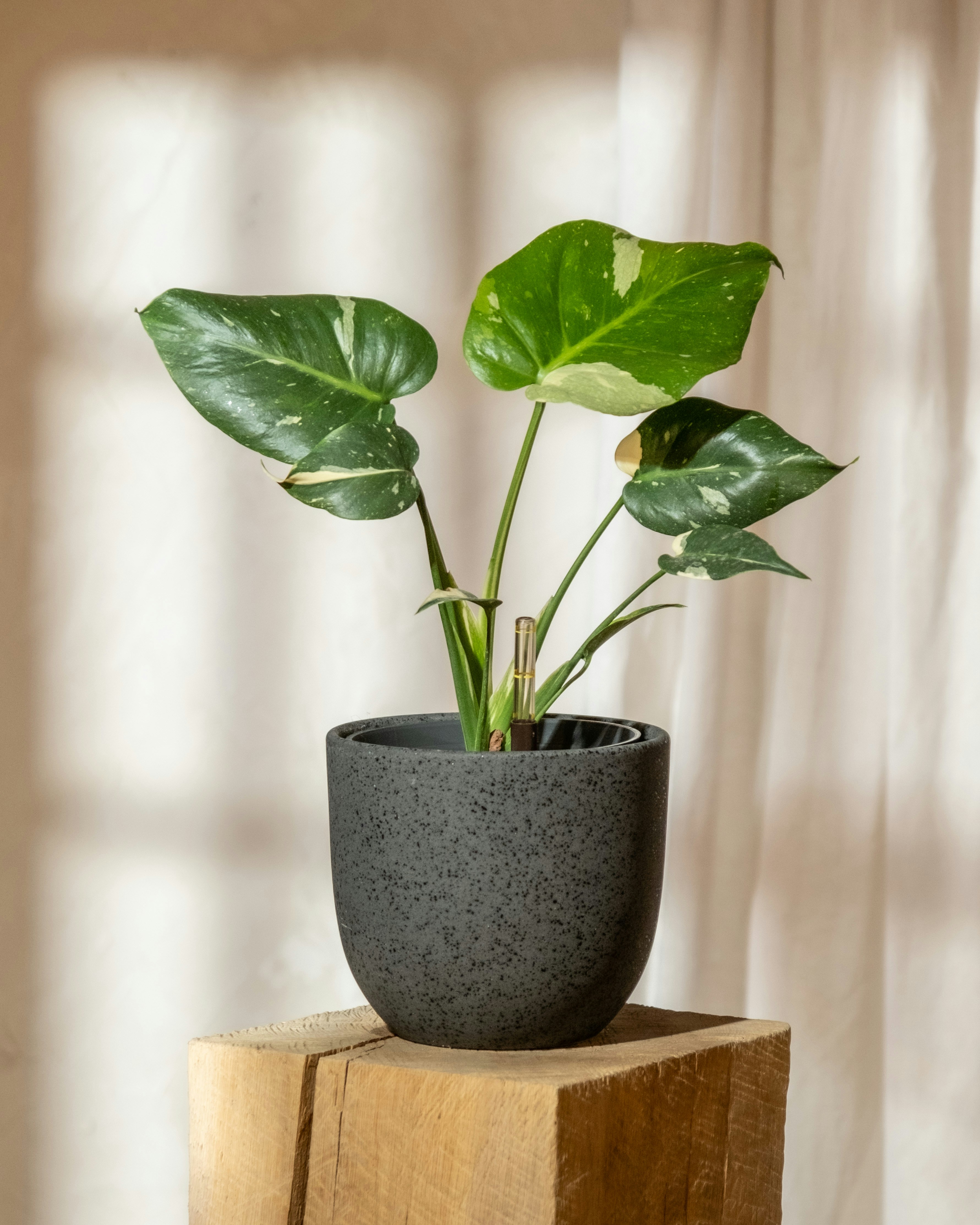 Anthurium Blue Plant